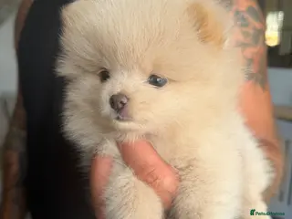 Pomeranian dogs OUTSTANDING TINY POMERANIAN PUPPIES 🐾 - Advert 7