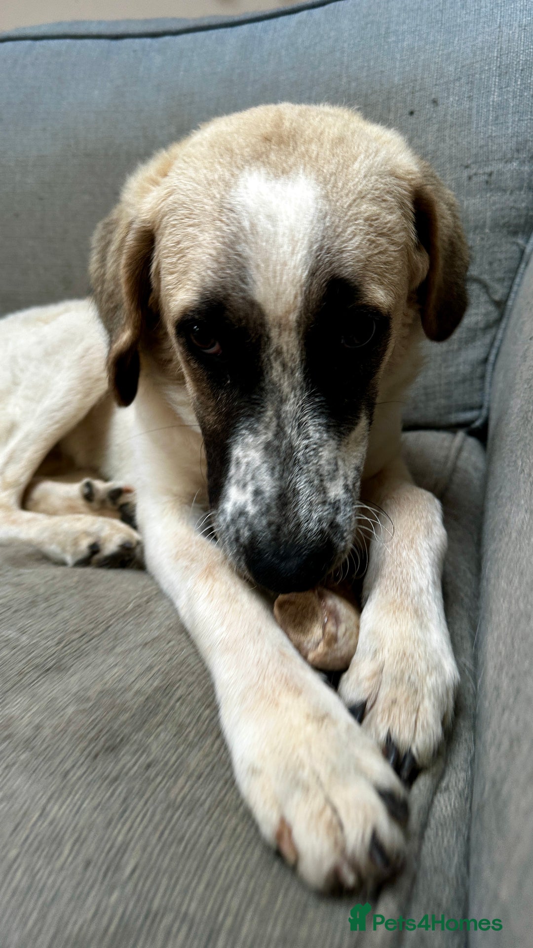 Mixed Breed dogs for adoption: Amara: Beautiful Soul Seeking a Family to Love - Advert 16