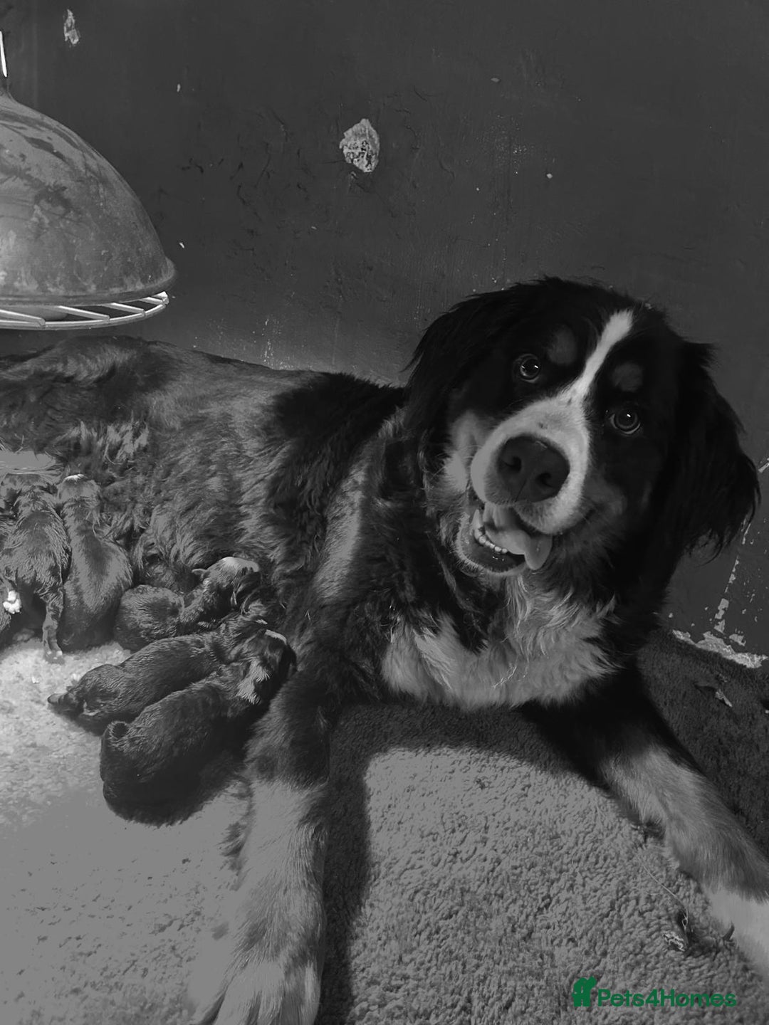 Bernedoodle dogs for sale: Bernedoodles  - Image 4