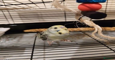 Budgerigars birds - Advert 2