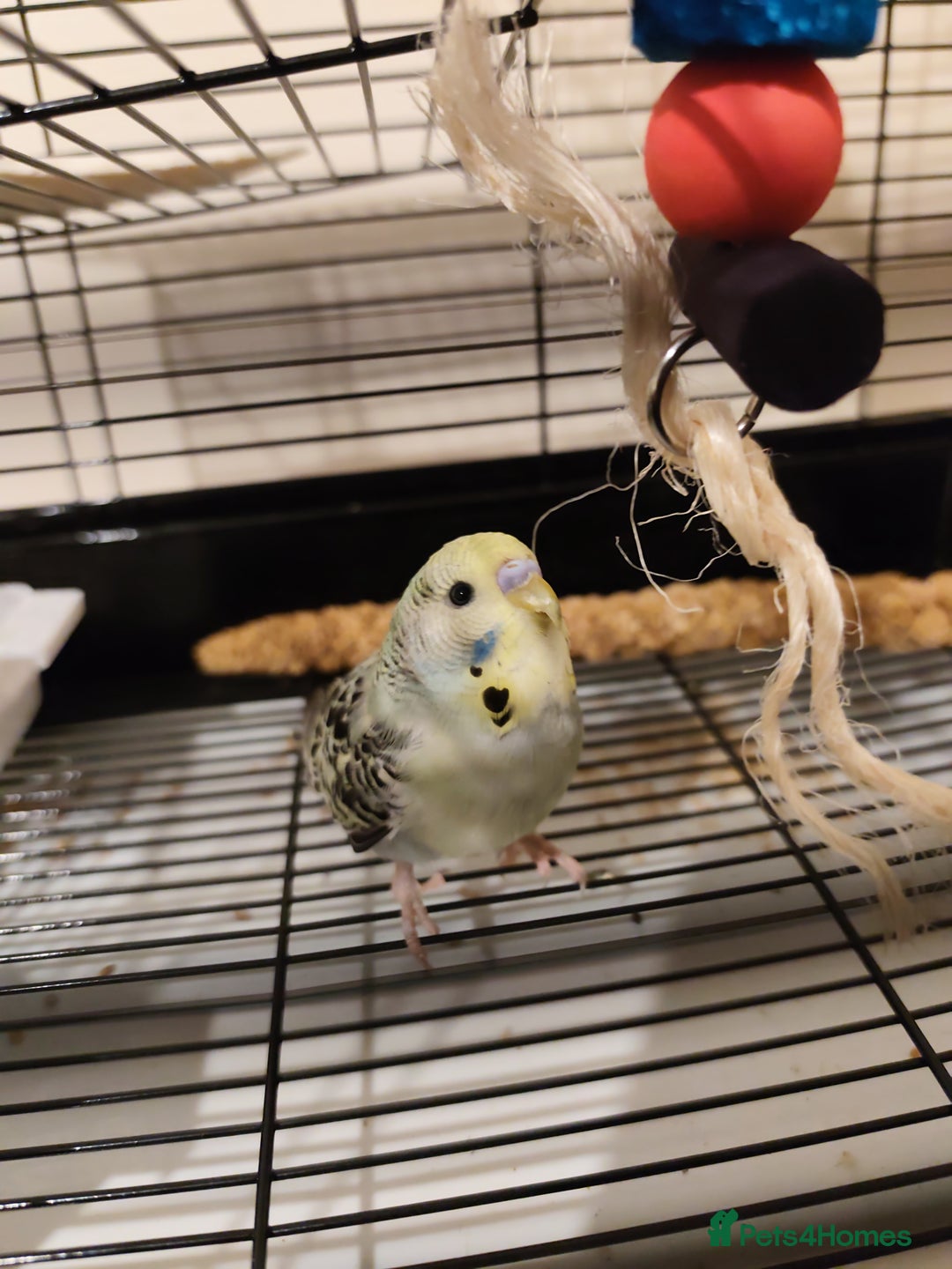 Budgerigars birds for sale: Budgie, Cage, Accessories, Food - Image 3