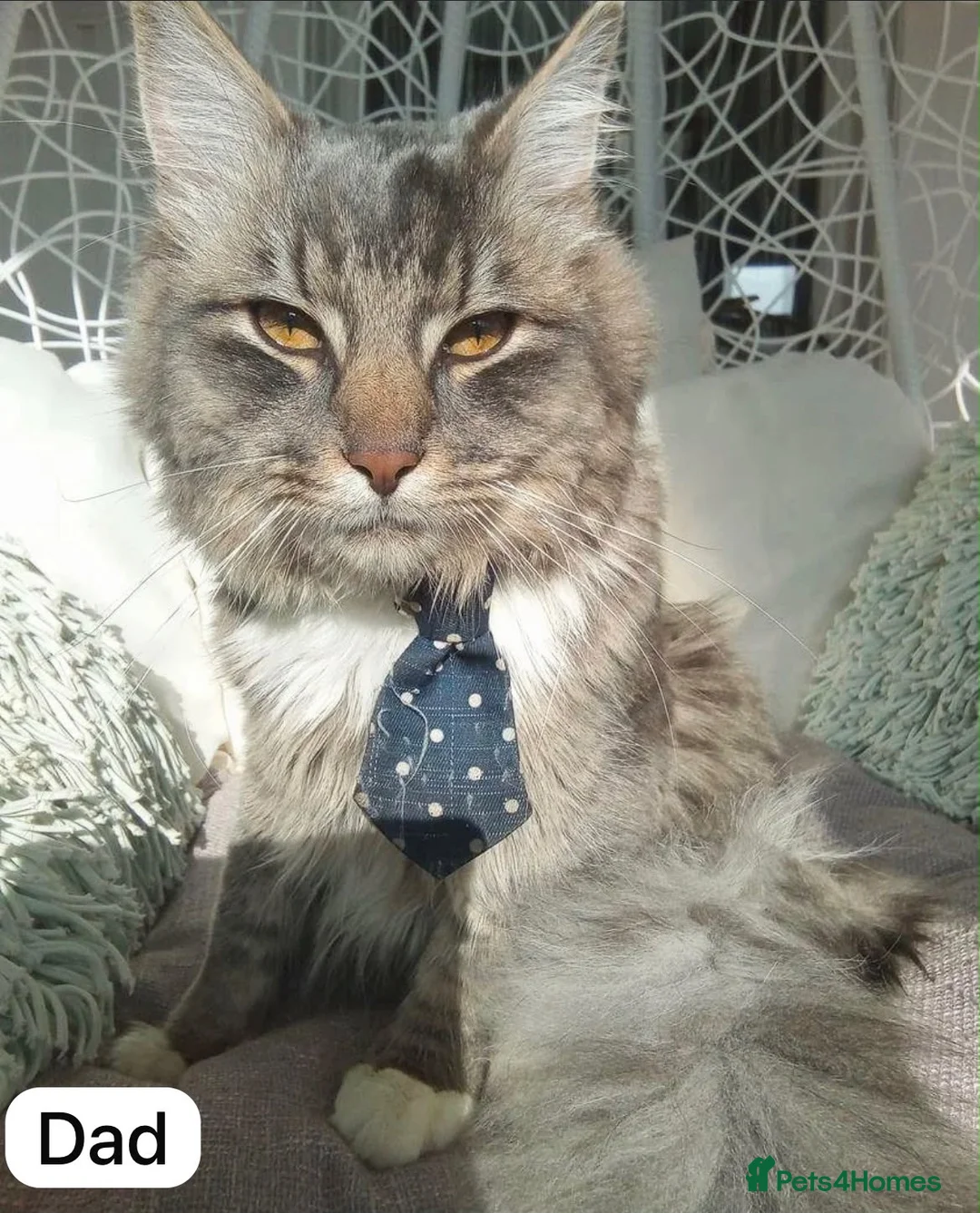 Siberian cats for sale: Two Fluffy Kittens!  - Advert 9