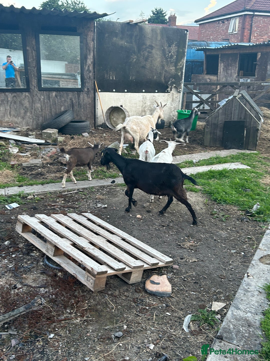 Goats livestock for sale: Pygmy X - Image 4
