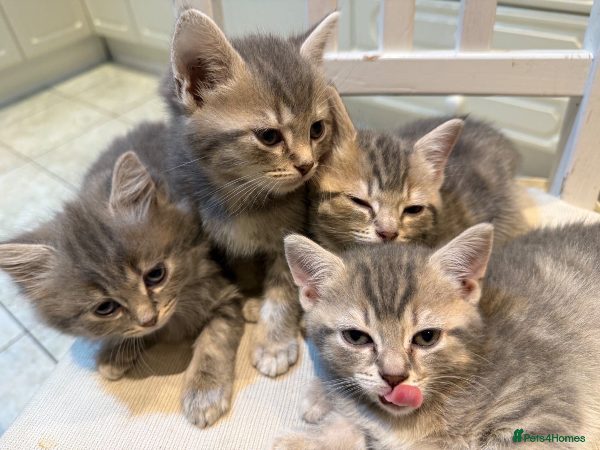 Scottish Fold cats for sale: Only 3 girls left! Scottish straight grey tabby 😻 - Advert 6