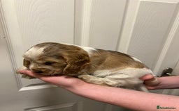 Cocker Spaniel dogs for sale: Gorgeous show type cocker spaniel  - Image 16