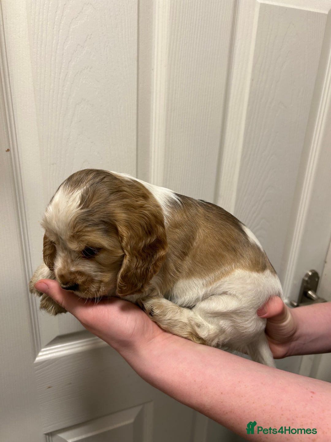Cocker Spaniel dogs for sale: Gorgeous show type cocker spaniel  - Image 16