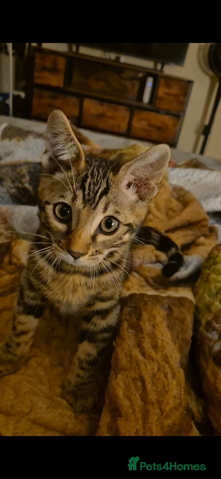 Bengal cats Brown Charcoal Bengals – Girl & Boy – Reserve🥰 - Advert 2