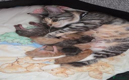 Maine Coon cats for sale: Stunning Maine Coon Kittens  - Image 11
