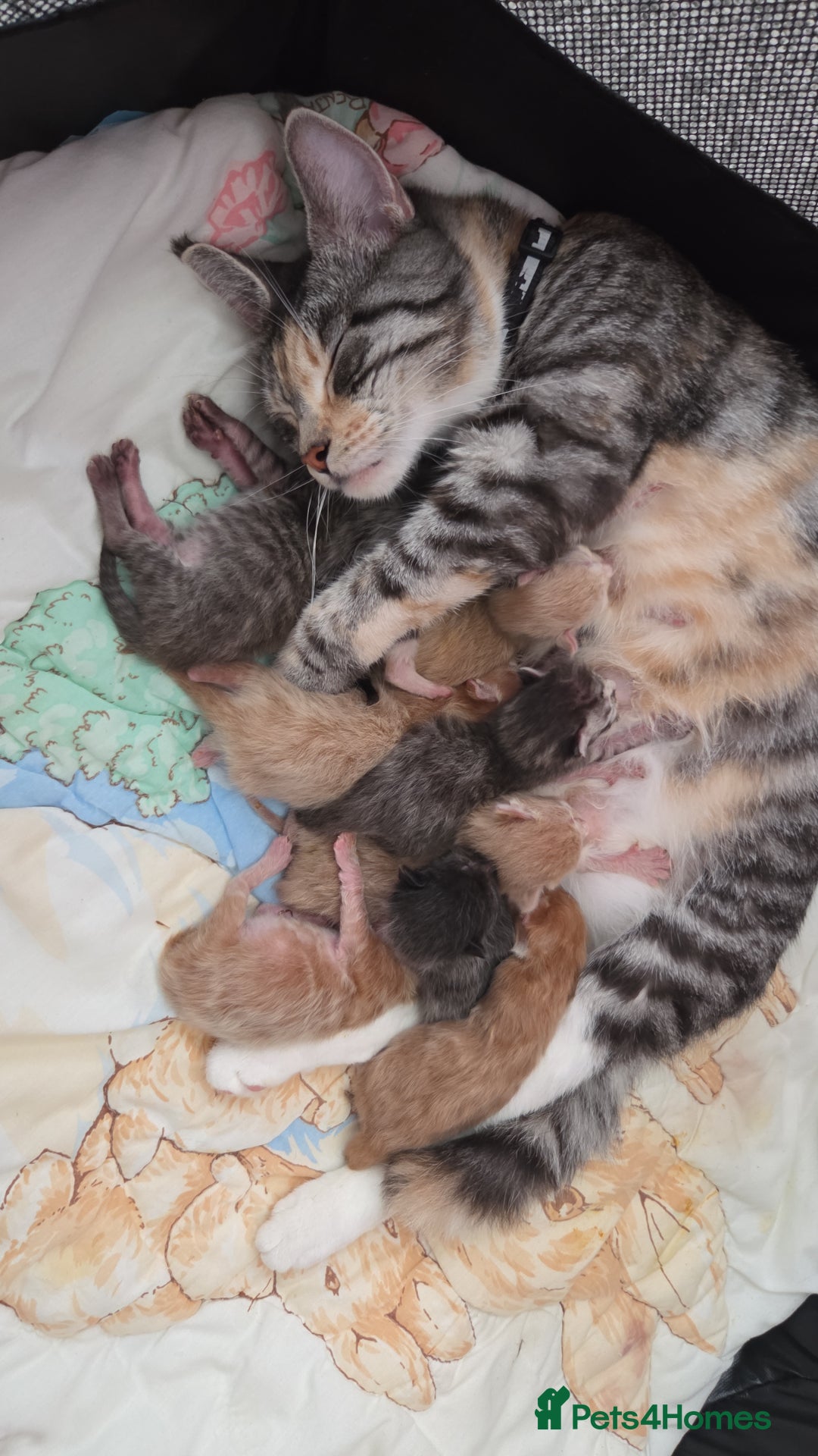 Maine Coon cats for sale: Stunning Maine Coon Kittens  - Image 11