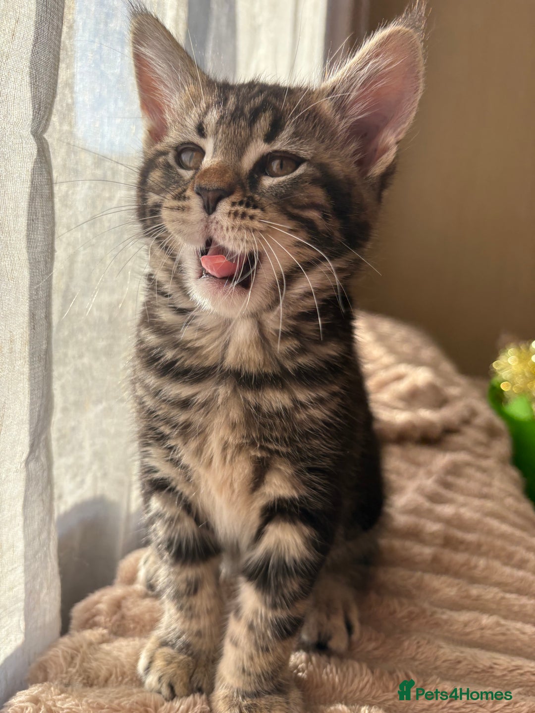 Maine Coon cats for sale: Maine Coon Kittens — Fluffy, Friendly - Advert 7