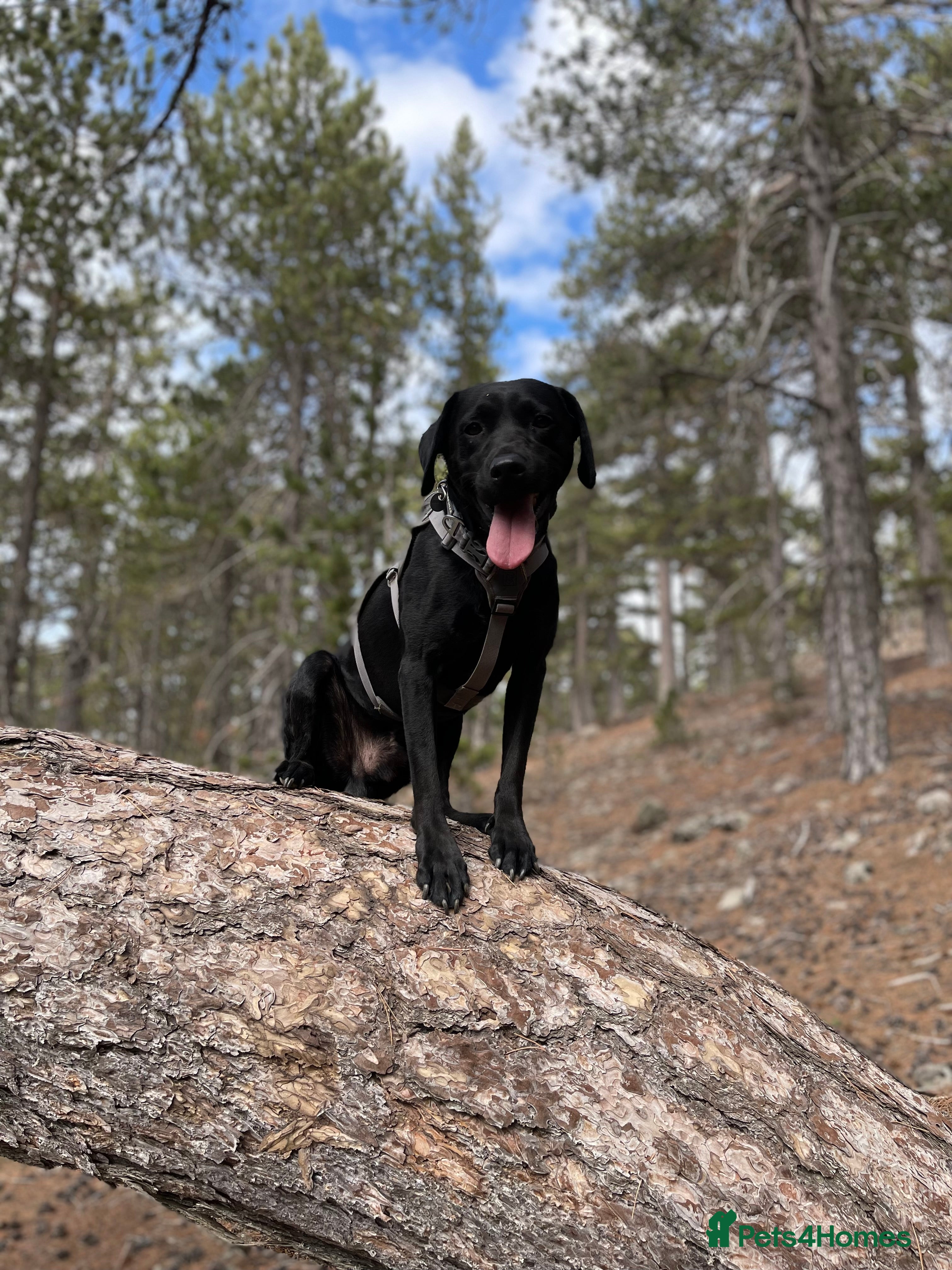 Labrador Retriever dogs Proven KC Reg and Health tested Labrador for Stud in Sleaford - Advert 10