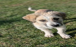 Mixed Breed dogs for adoption: Boo for adoption - Advert 7