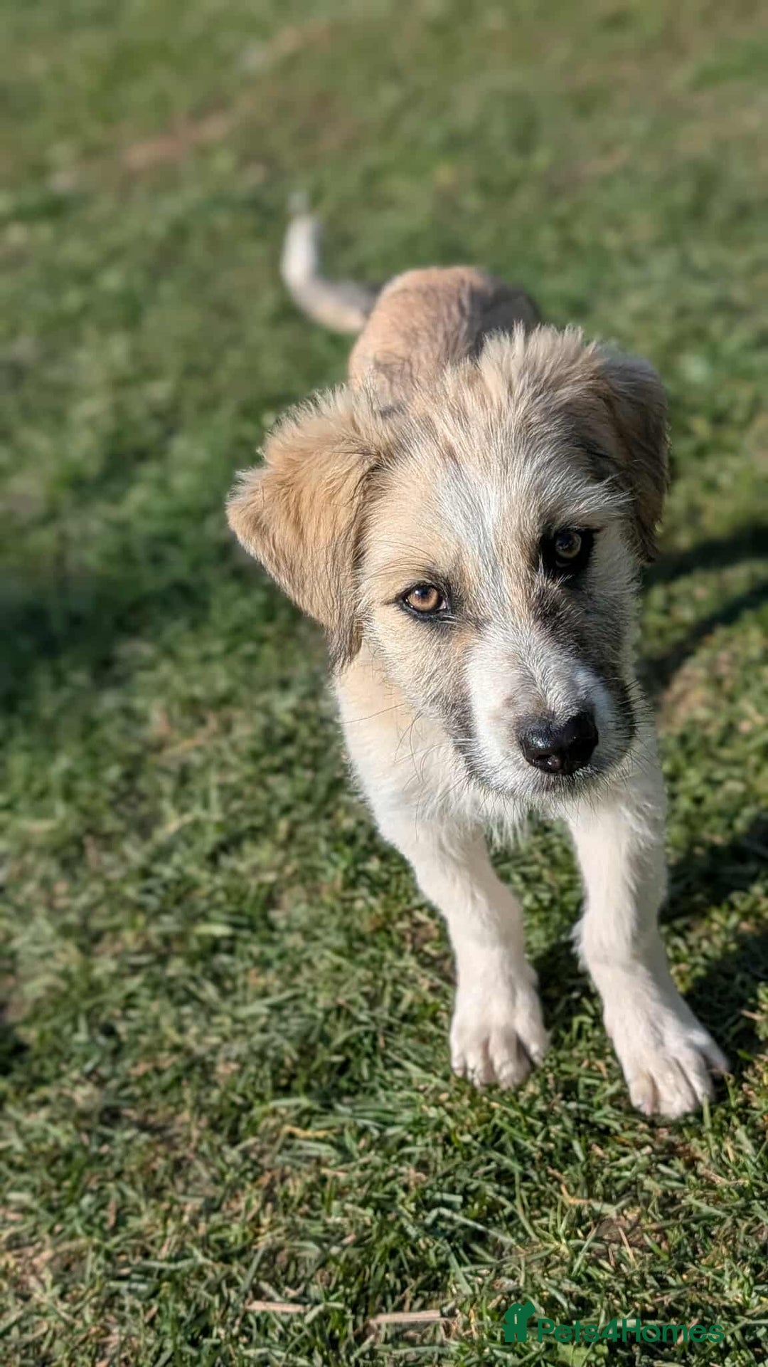 Mixed Breed dogs for adoption: Boo for adoption - Advert 7