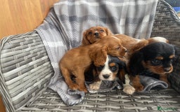 Cavalier King Charles Spaniel dogs for sale: Cavalier King Charles pups - Image 3