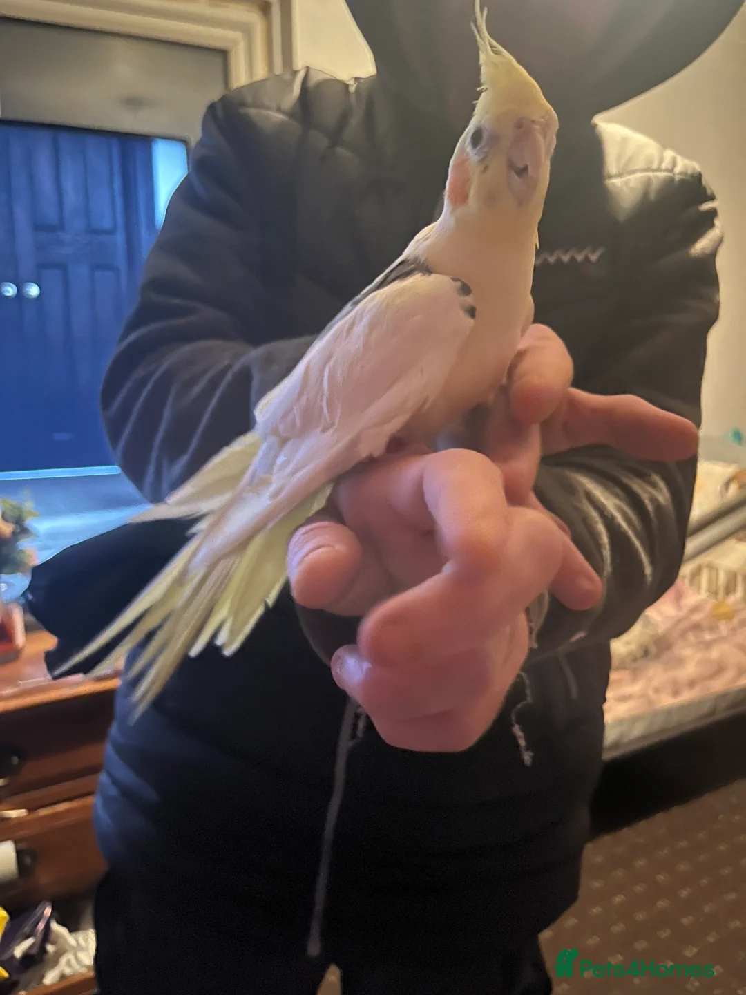 Cockatiels birds for sale: Hand tame cockatiels  - Advert 6