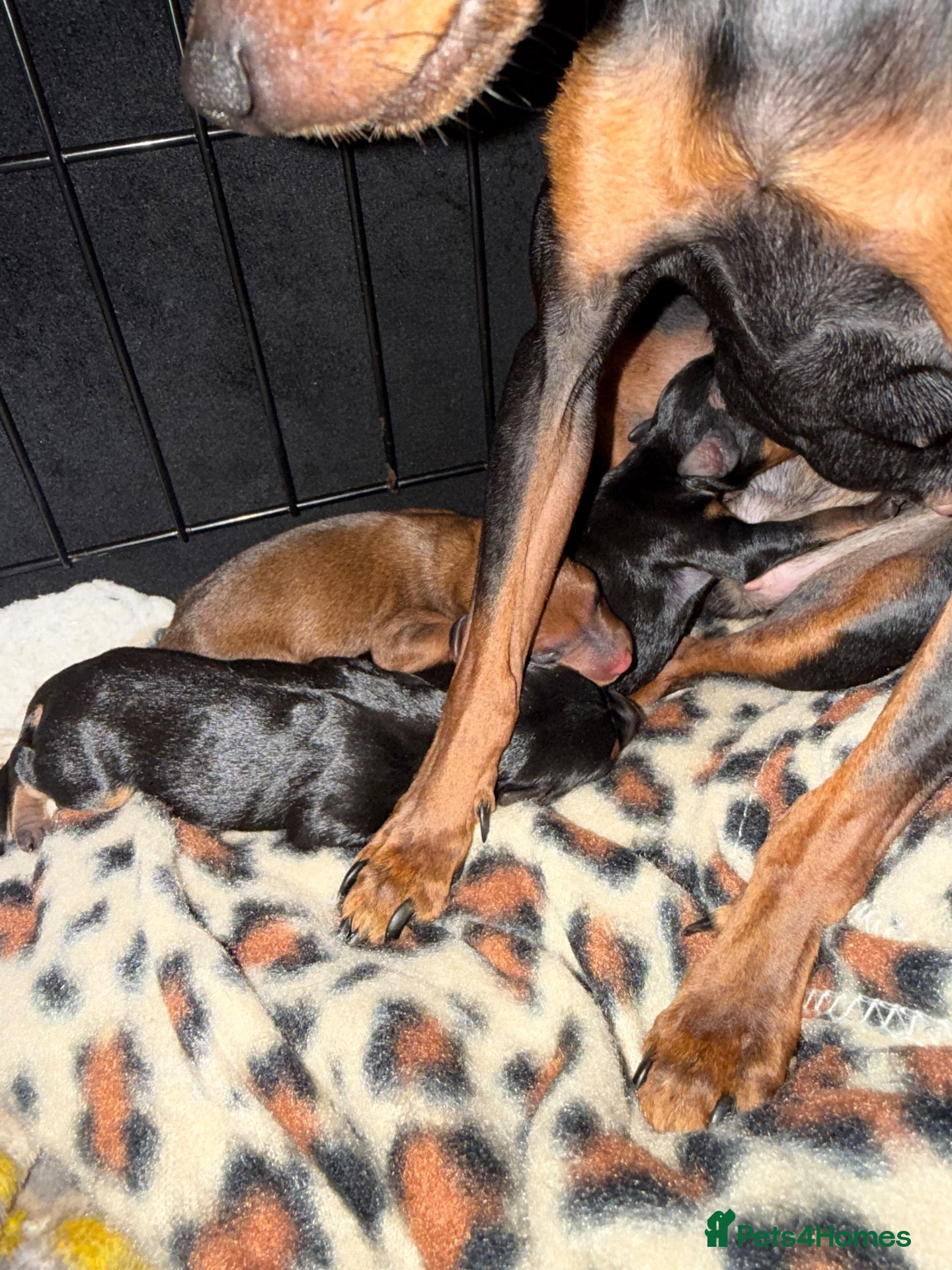 Miniature Pinscher dogs Miniature pinscher puppies for sale  - Advert 1