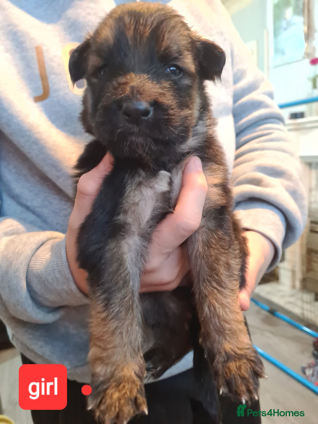 German Shepherd dogs for sale: German shepherd puppies - Advert 4