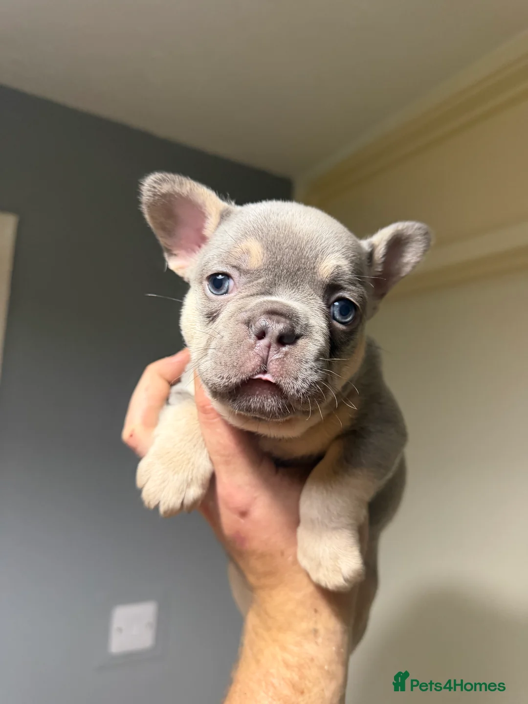 French Bulldog dogs for sale: French Bulldog Puppies  - Advert 2