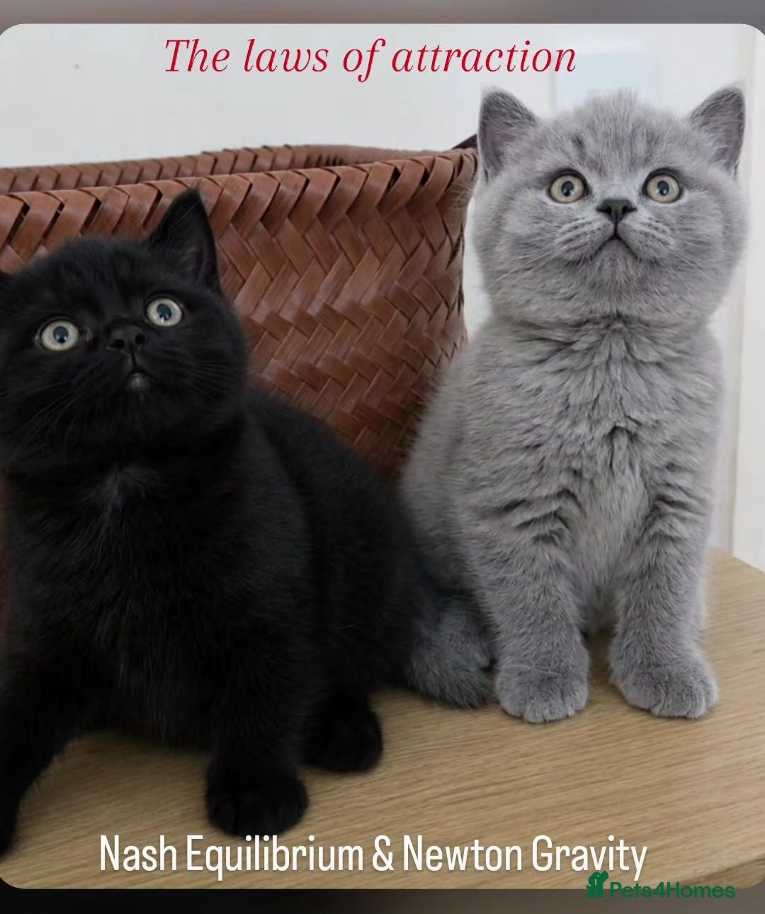 British Shorthair cats Exceptional Pedigree BSH Kittens - Advert 1