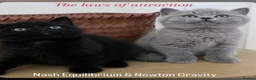 British Shorthair cats for sale: ✨Carefully Bred. Deeply Loved - Advert 3