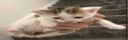 Mixed Breed cats for sale: Beautiful female kittens for sale - Advert 3