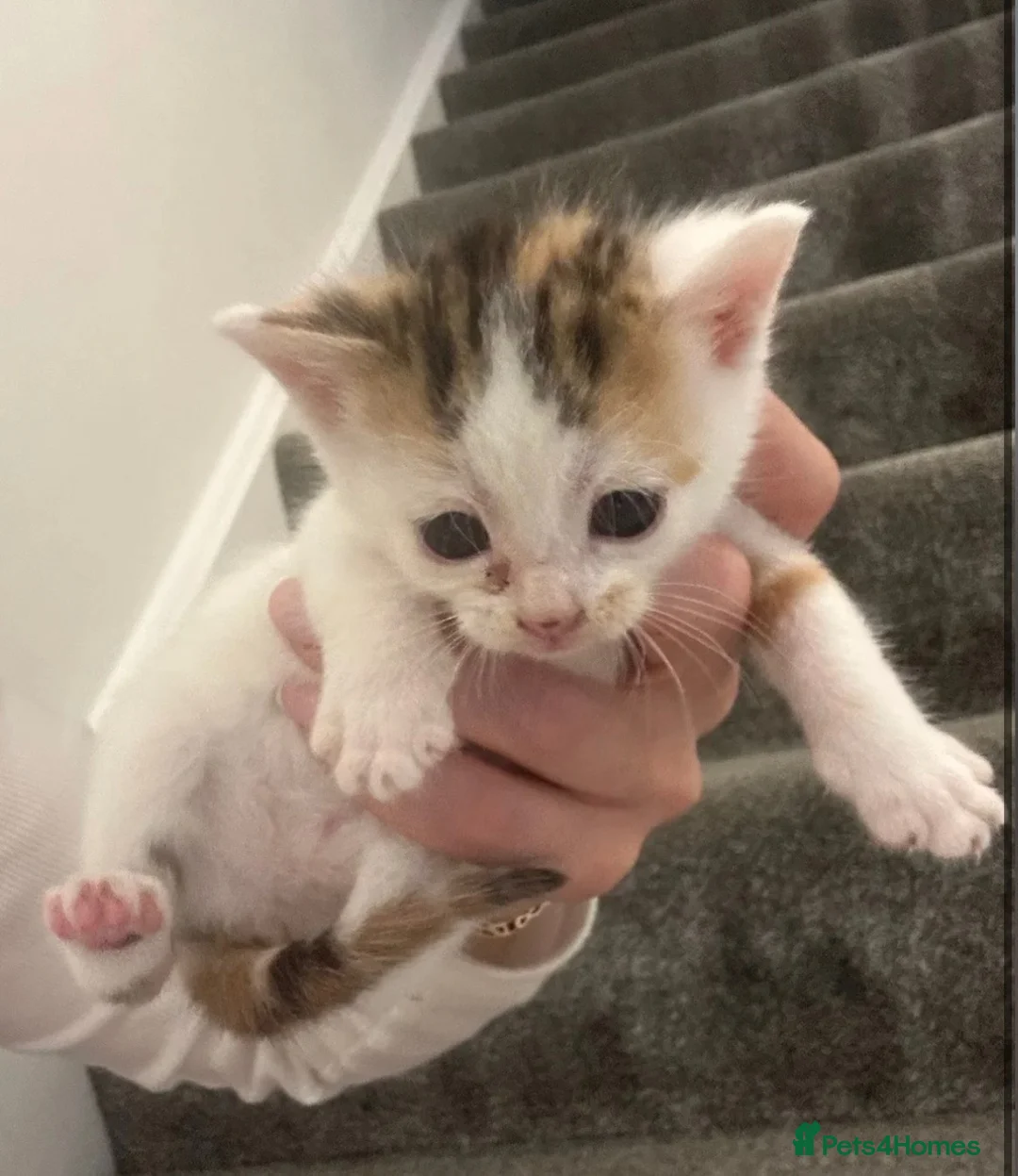 Mixed Breed cats for sale: Beautiful female kittens for sale - Advert 3