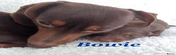 Miniature Dachshund dogs for sale: Miniature dachshunds 3 boys 1 girl  - Advert 8