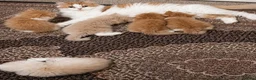 Persian cats for sale: 🌟 Stunning Golden Persian Chinchilla Male Kitten in East Molesey - Advert 2
