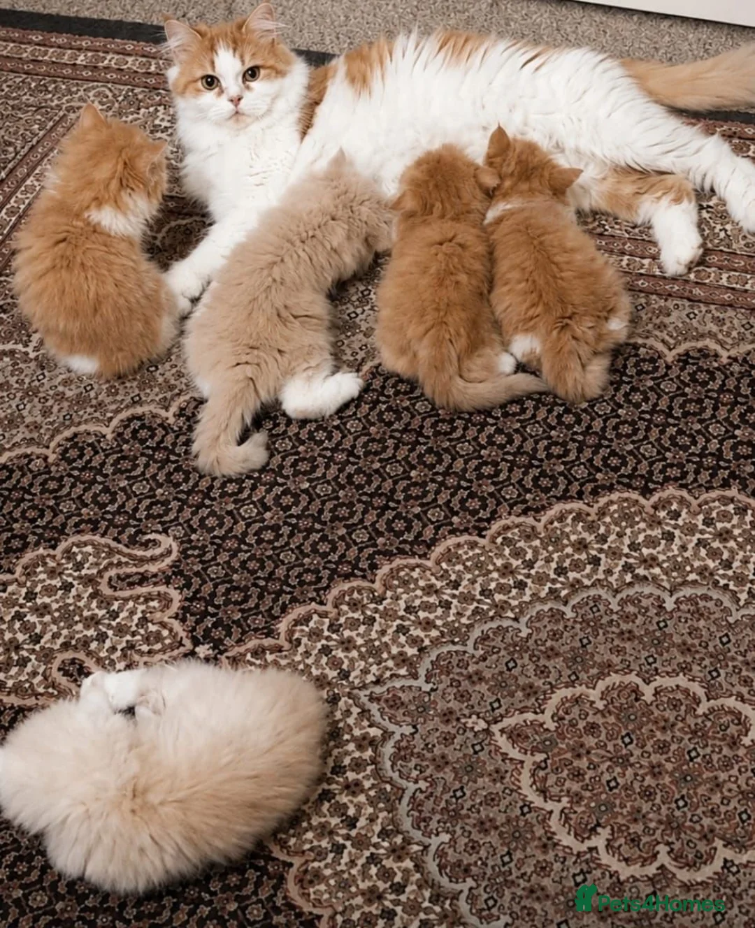 Persian cats for sale: 🌟 Stunning Golden Persian Chinchilla Male Kitten in East Molesey - Advert 2