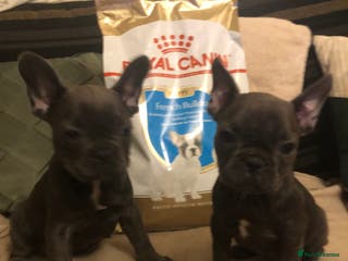 French Bulldog dogs QUALITY SOLID BLUE FRENCH BULLDOG PUPPIES - Advert 6
