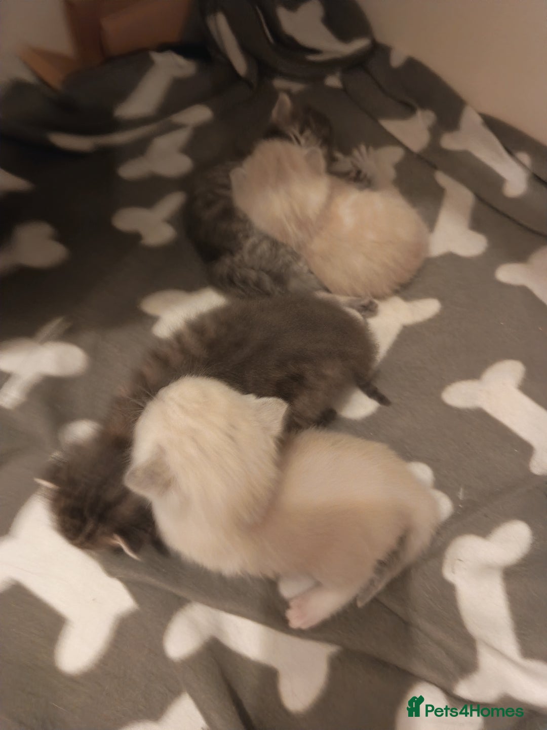 Bengal cats for sale: Beautiful kittens - Image 3