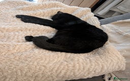 Domestic Shorthair cats for sale: Beautiful Izzy - Image 3