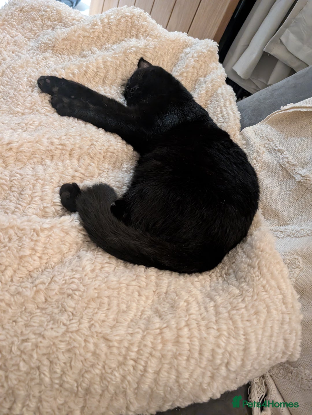 Domestic Shorthair cats for sale: Beautiful Izzy - Image 3