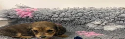 Miniature Dachshund dogs for sale: Long-Haired Miniature Dachshund Puppies Ready Soon in Nottingham - Advert 12