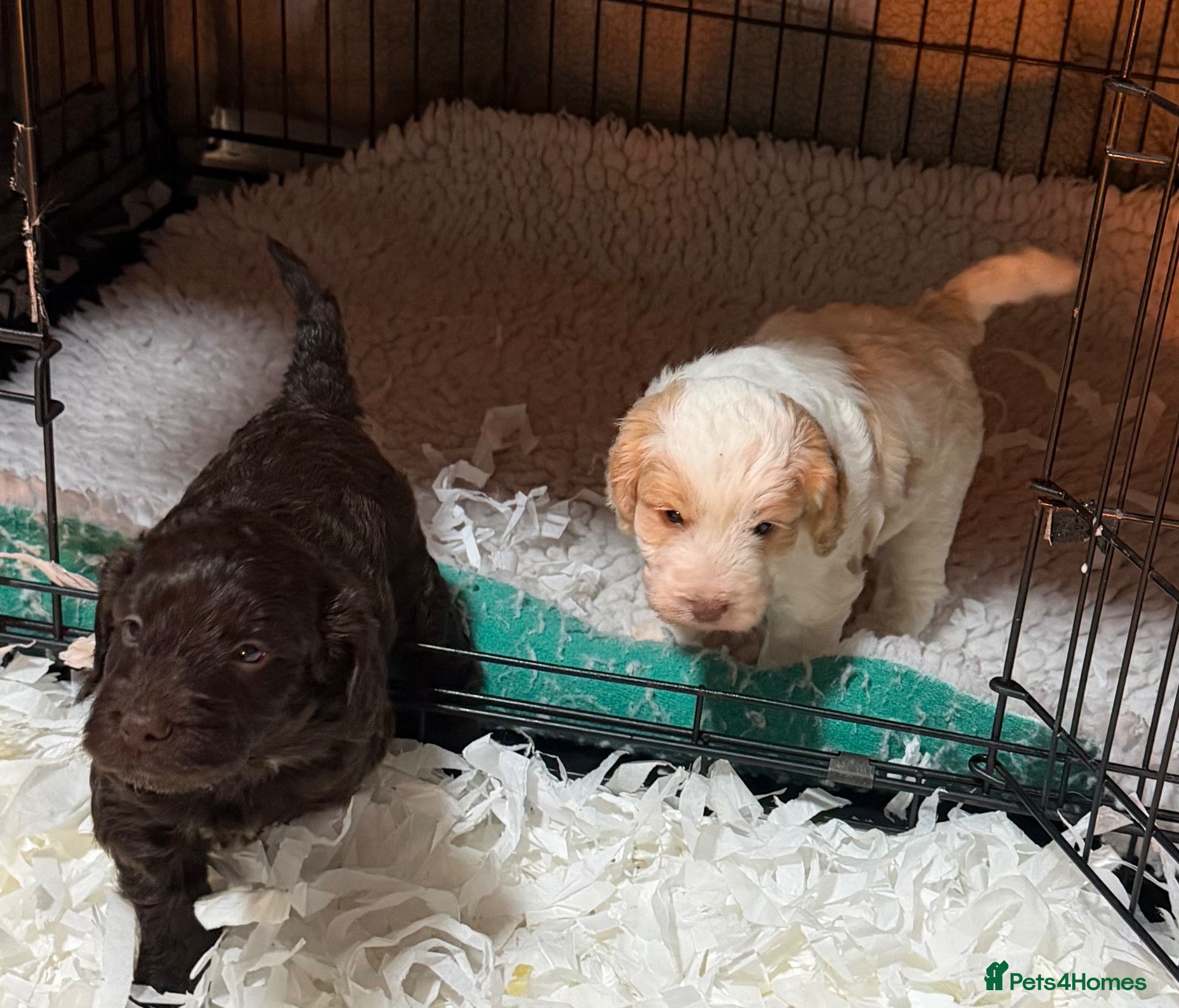 Cockapoo dogs Cockerpoo - Advert 2