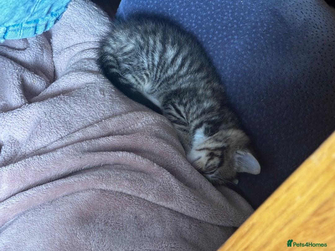 Mixed Breed cats for sale: 6 Of the cutest kittens ever !  - Image 11