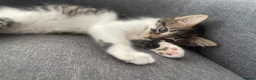 Mixed Breed cats for sale: cute kittens ready for a new home now  - Advert 15