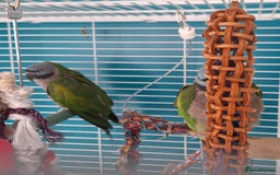Parakeets birds for sale: Derbyan Parakeets for sale - Image 1
