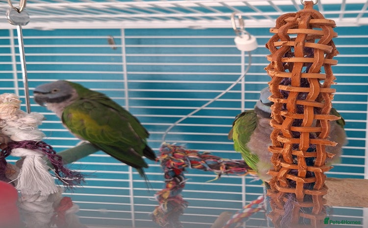 Parakeets birds - Advert 6