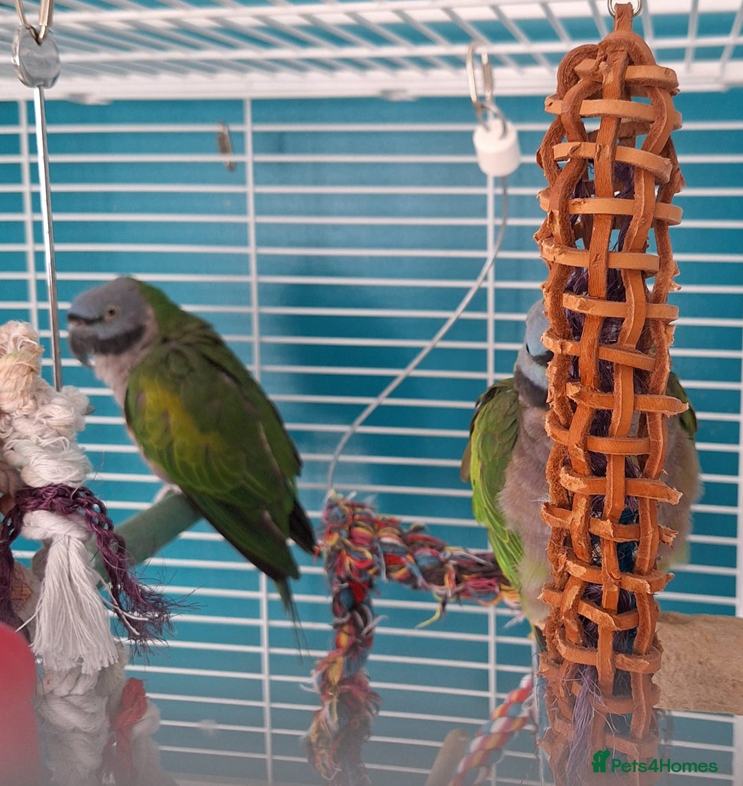 Parakeets birds for sale: Derbyan Parakeets for sale - Image 1