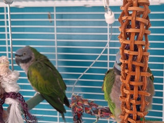 Parakeets birds - Advert 11