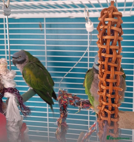 Parakeets birds - Advert 6