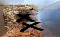 Hamster rodents for sale: baby hamsters  in Bungay - Image 3