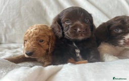 Cockapoo dogs for sale: beautiful toy cockapoo - Image 22