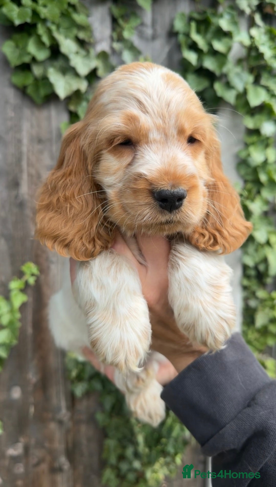 Cocker Spaniel dogs for sale: Last boy! Top quality show-type Cocker Spaniels! in Leicester - Image 19