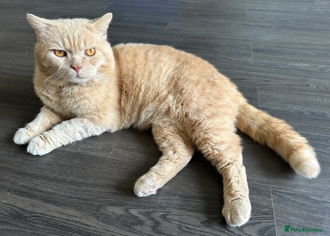 Scottish Fold cats for stud: Scottish Fold Straight ear B blood group for stud - Advert 1