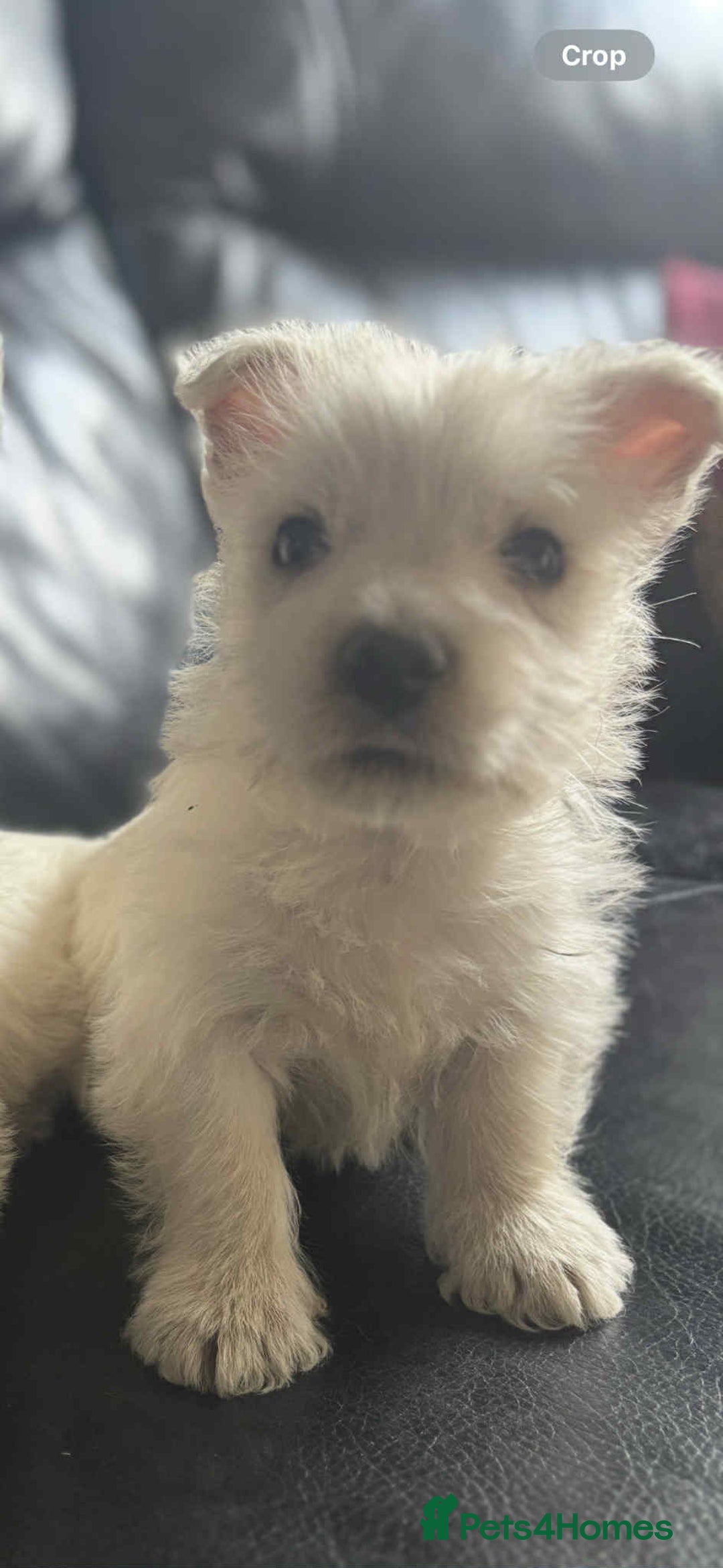 West Highland Terrier dogs for sale: West Highland Terrier Puppies - Image 12