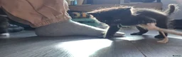 Norwegian Forest Cat cats for sale: Beautiful Norwegian Forest kittens - Advert 6