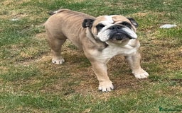 English Bulldog dogs for sale: 2 KC registered Bitches - Image 2