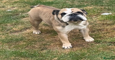 English Bulldog dogs - Advert 9